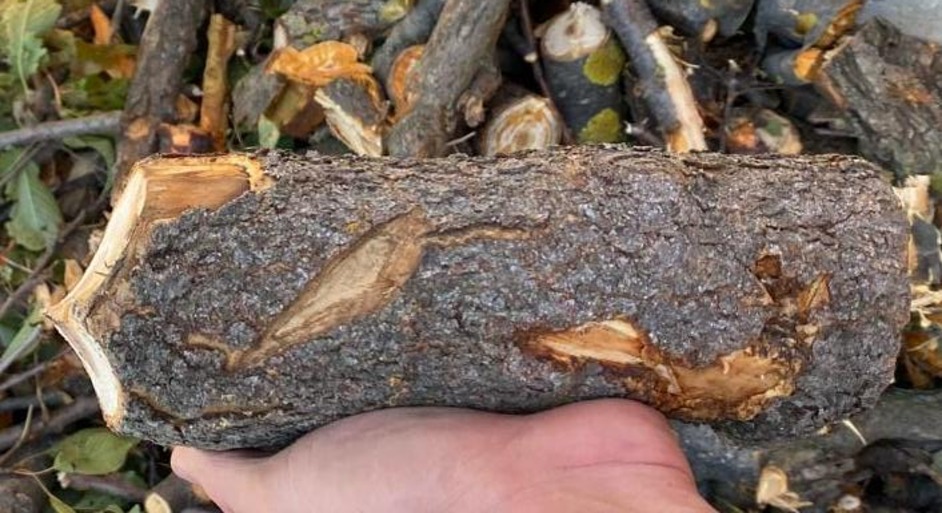 Servicii de tocare a crengilor